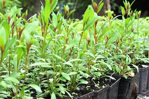 Gaura Lindheimera Baby Butterfly® Dark Pink - Gaura lindheimeri na Arena.pl