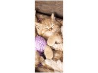 40X100CM ŚPIĄCE KOTY MISCE OBRAZ DRUK PION