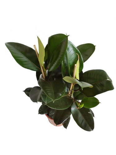 FIKUS ELASTIKA ROBUSTA 90cm na Arena.pl