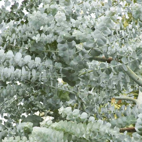 Eukaliptus popielaty Silver Dollar 70-90cm P9 na Arena.pl