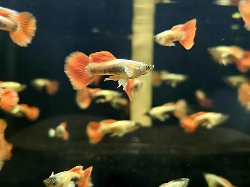 Gupik Mix samce i samice PAKIET 10 szt na Arena.pl