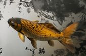 Plakat 86,4x56,8cm Spokojna Ryba Koi