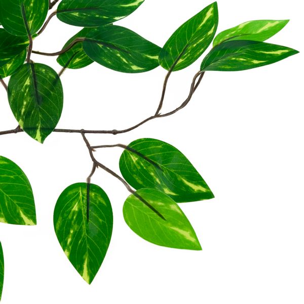 GAŁĄZKA OZDOBNA FIKUS FICUS LISTKI LIŚCIE DO DEKORACJI WAZONU KOMPOZYCJI zdjęcie 5