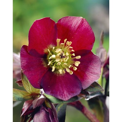 CIEMIERNIK Pretty Ellen Red - sadzonki 10 / 15 cm na Arena.pl