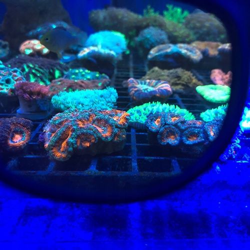 OKULARY DO OBSERWACJI KORALI od DD! na Arena.pl