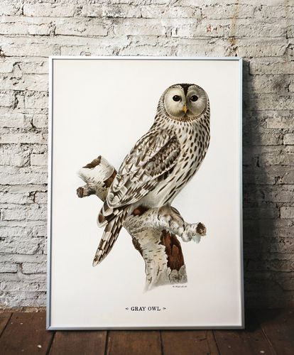Plakat sowa vintage 30x40 cm na Arena.pl
