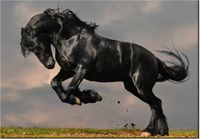 100 70CM OBRAZ PŁÓTNO OGIER FRYZYJSKI PŁÓTNO RAMA