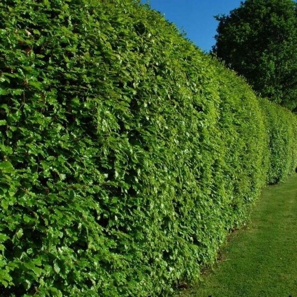 Buk pospolity Żywopłot siewka 100/150cm Fagus Silvatica zdjęcie 1