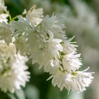 Żylistek szorstki 'Candidissima' Biały (Deutzia scabra) Doniczka 5.0L