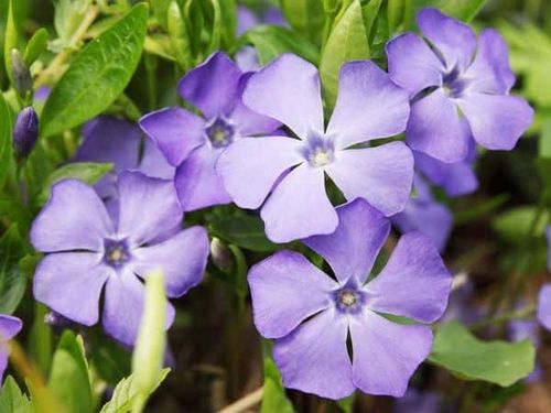 Barwinek pospolity Vinca Zadarniający Do cienia Sadzonki w doniczkach P9 na Arena.pl