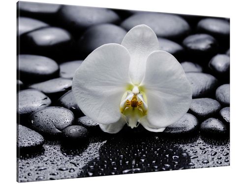 Obraz Biały Storczyk 100x70 CANVAS na Arena.pl