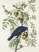 Plakat 75x100cm Wrona Amerykańska, J.J. Audubon Vintage do Salonu