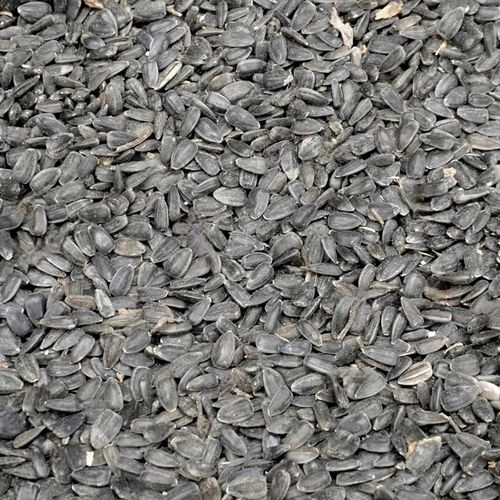 14kg Słonecznik czarny nie łuskany ziarno na zimę karmnik dla ptaków Champi na Arena.pl