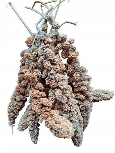 Pokarm dla papug średnich ziarno karma dla nimfy nierozłączki10 kg na Arena.pl