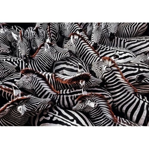 Puzzle 1000 Elementów Compact National Geographic na Arena.pl