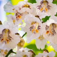 Surmia wielkokwiatowa KATALPA Miododajna Catalpa Duże sadzonki