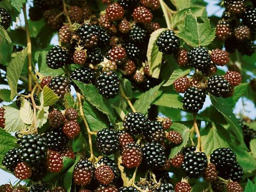Malina czarna (Rubus occidentalis) Bristol C2 E na Arena.pl