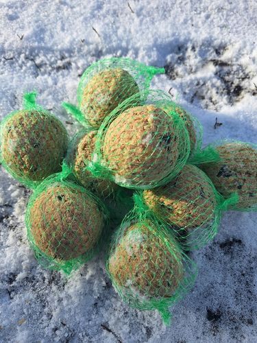 KULE TŁUSZCZOWE 50 SZT PYZY DO KARMNIKA SŁONECZNIK DLA PTAKÓW GRATIS 5 na Arena.pl