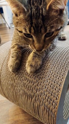 Drapak dla kota MIMI | czarny | 70x23x24 cm | MruuPruu na Arena.pl