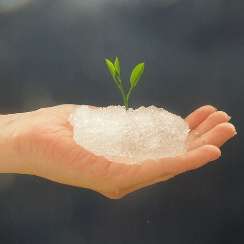 AGROŻEL Hydrożel Ogrodniczy do Roślin 2 Kg na Arena.pl