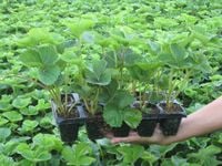 TRUSKAWKA TRUSKAWKI SADZONKI TRUSKAWEK DONICZKOWANA!!! SENGA SENGANA10szt