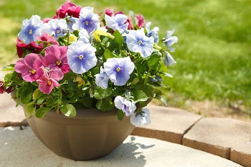 Agrecol Zestaw Biohumus 2szt Nawóz organiczny, naturalny płyn 10L na Arena.pl