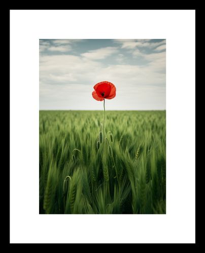 Plakat 13x18cm Samotny Mak na Polu na Arena.pl