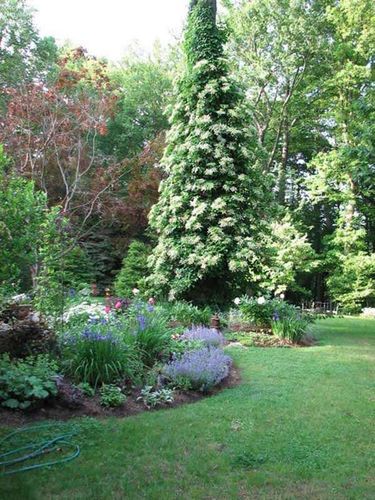 Hortensja pnąca na Arena.pl
