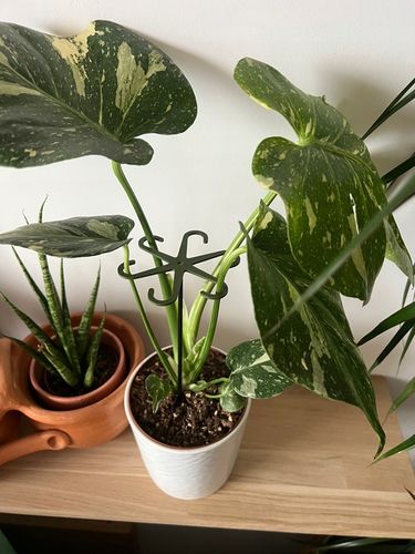 Podpórki do kwiatów podpórka chwytak z prętem 33cm OCTOPUS M 15cm 3 szt. na Arena.pl