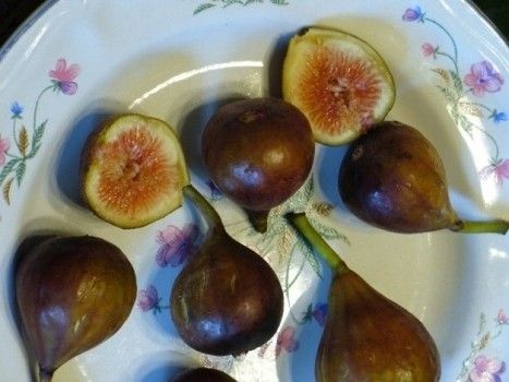 Figa figowiec sadzonki owocują 40-60cm C2 zdjęcie 3