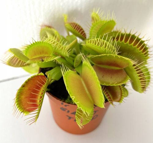 DOROSŁA MUCHOŁÓWKA odm, GIANT TRAP w DONICZCE na Arena.pl