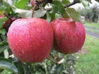 JABŁOŃ CORTLAND stara odmiana soczyste owoce - sadzonki 110 / 140 cm