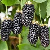 JEŻYNA BEZKOLCOWA NAVAHO duże owoce odmiana mrozoodporna DUŻA SADZONKA