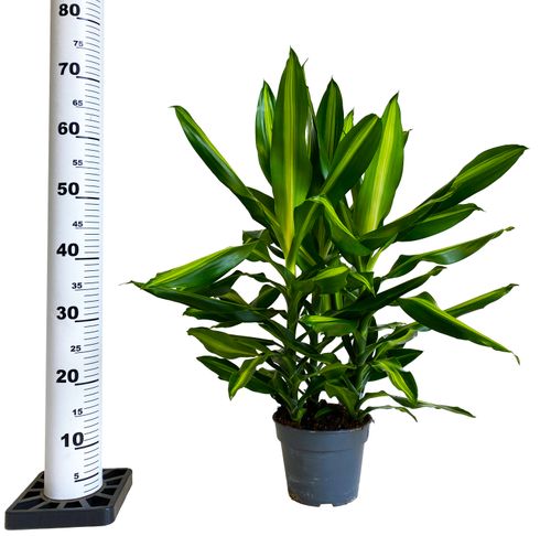 DRACENA CINTHO 70cm na Arena.pl