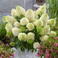 Hortensja bukietowa SKYFALL Frenne Ogromne Białe kwiaty Duże sadzonki 3L