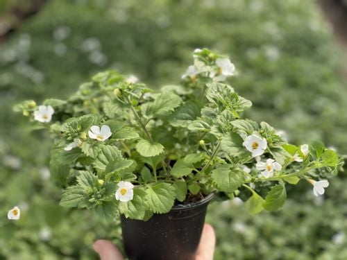 Bakopa Bacopa Sutera biała, sadzonka na Arena.pl