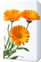 Obraz 30x50cm Słoneczne Kalendule