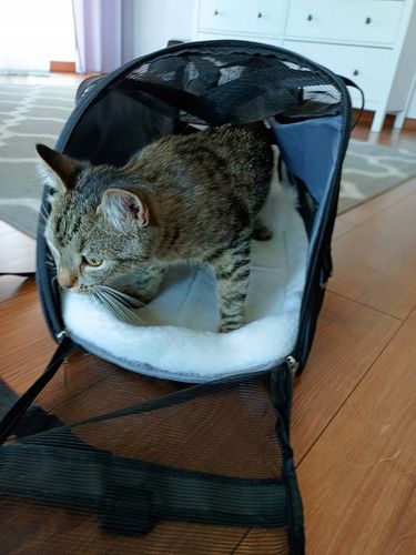 TORBA TRANSPORTER DLA KOTA PSA Z MATĄ PLUSZOWĄ L na Arena.pl