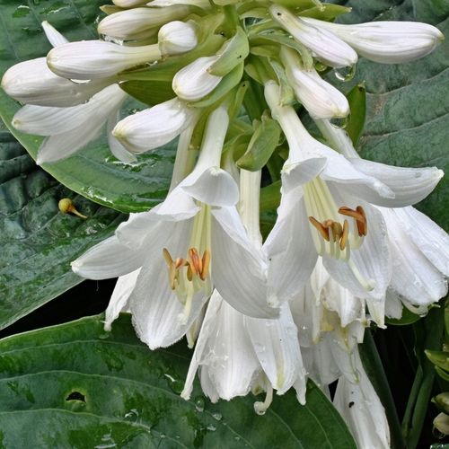 Funkia ELEGANS Hosta Niebieska Duża XL na Arena.pl