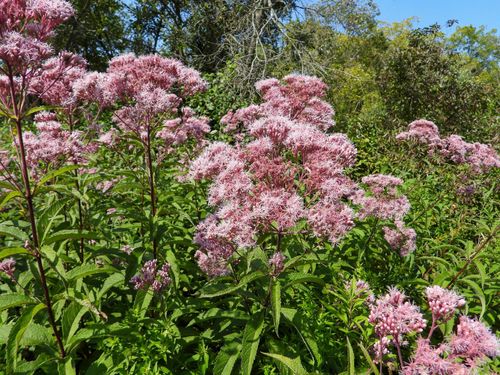 Sadziec plamisty 'Red Dwarf' Różowy, doniczka 2L (Eupatorium maculatum) na Arena.pl