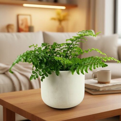 Paproć ASPLENIUM PARVATI egzotyczna paprotka domowa BEZPIECZNA DLA na Arena.pl