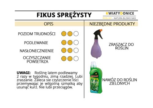 FIKUS ELASTIKA ROBUSTA 65cm na Arena.pl