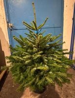 Jodła Kaukaska Żywa Choinka Bożonarodzeniowa w Doniczce 120-150cm PREMIUM