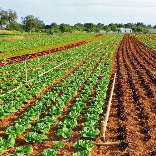 Wapno Ogrodowe Nawozowe Idealne Do Warzyw Owoców JESIEŃ Dolomit Sypki na Arena.pl