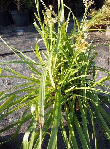 Kosmatka leśna zawsze zielona nad oczko wodne na Arena.pl