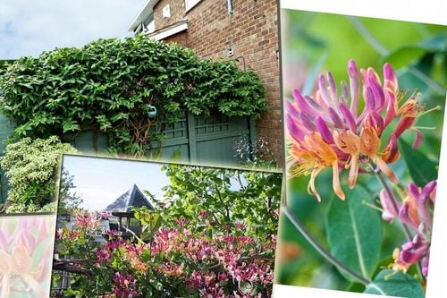 PNĄCZE NA PŁOT, ZIMOZIELONY WICIOKRZEW HENREGO - NIE ZRZUCA LIŚCI NA na Arena.pl