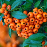 Ognik szkarłatny 'Navajo' (Pyracantha coccinea) Pomarańczowy 2.0L