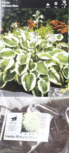 Funkia Hosta Minute Man - nowość na Arena.pl