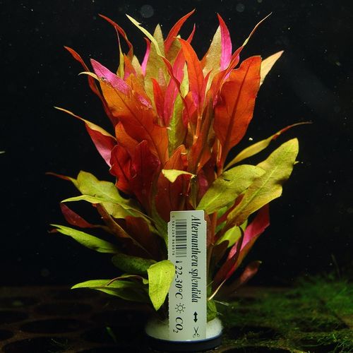 Alternanthera Splendida XXL Rośliny do akwarium na Arena.pl