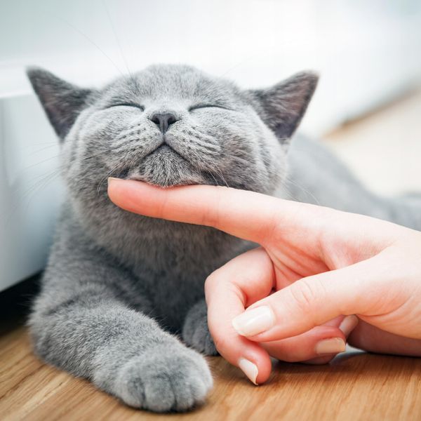 Deer Cat dzik i kaczka 400g zdjęcie 11